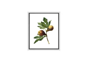 Botanical Illustration Fig | Botanical Wall Art Print