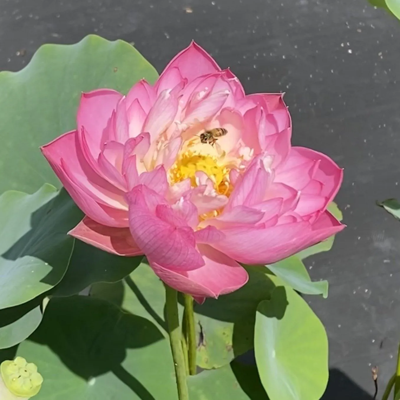 Double Rose Lotus (Bare Root)