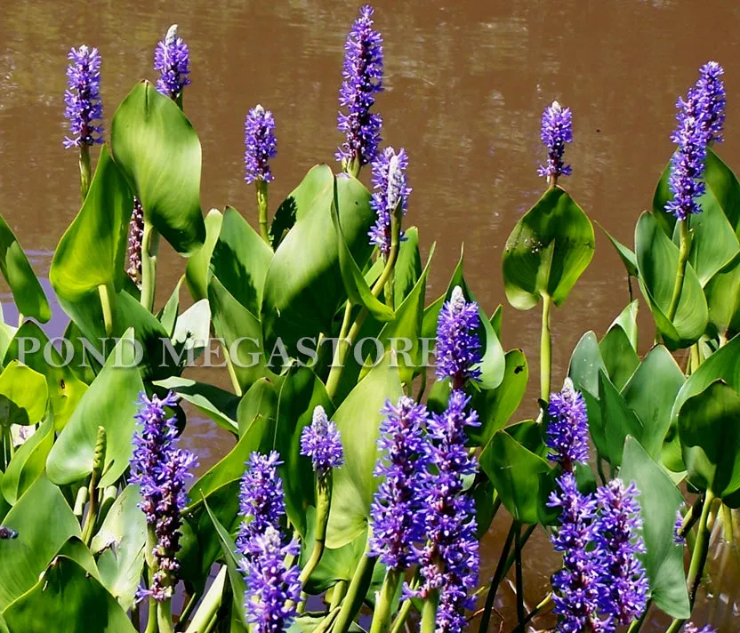 Pickerel Rush (Pontederia Cordata) <br> Blooms early summer into fall!